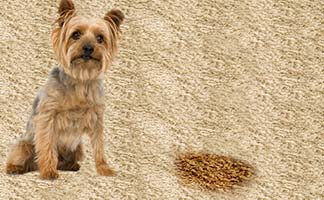 Pet Urin Stain on Carpet